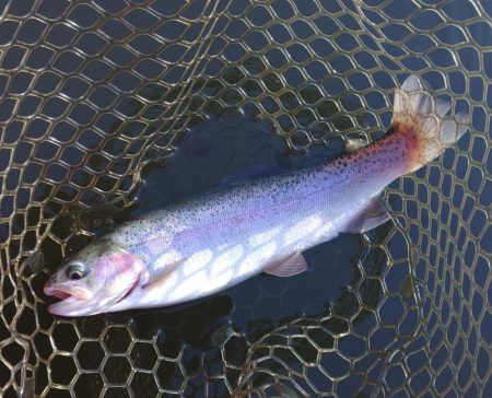 大安トラウトレイク釣果